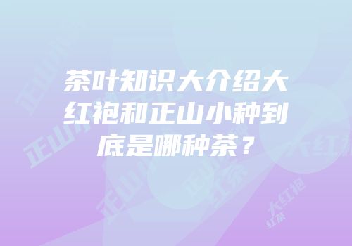 茶叶知识大介绍大红袍和正山小种到底是哪种茶？