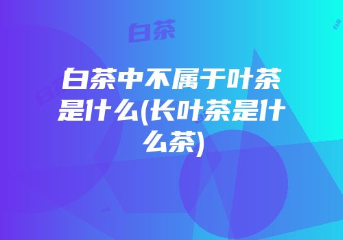 白茶中不属于叶茶是什么(长叶茶是什么茶)