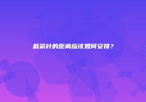 栽茶叶的距离应该如何安排？