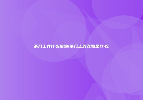 茶几上养什么植物(茶几上的宠物是什么)
