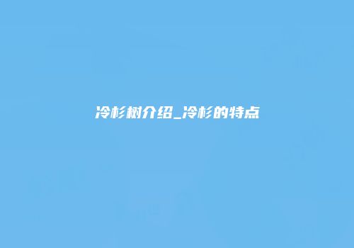 冷杉树介绍_冷杉的特点