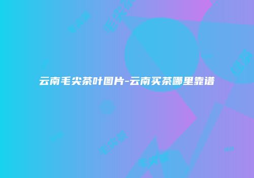 云南毛尖茶叶图片-云南买茶哪里靠谱