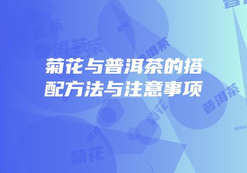 菊花与普洱茶的搭配方法与注意事项