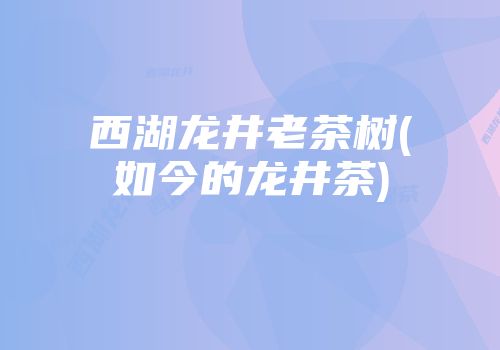 西湖龙井老茶树(如今的龙井茶)