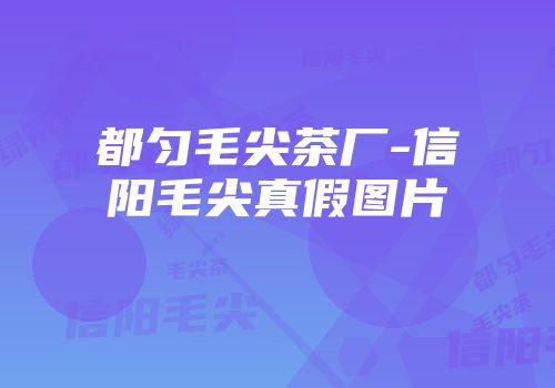 都匀毛尖茶厂-信阳毛尖真假图片