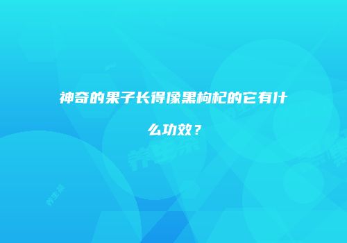 神奇的果子长得像黑枸杞的它有什么功效？