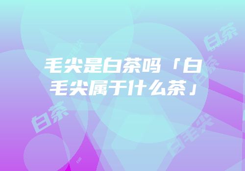 毛尖是白茶吗「白毛尖属于什么茶」
