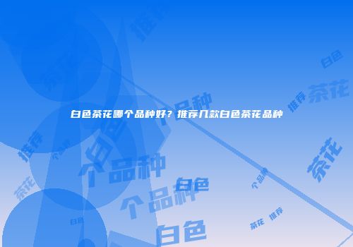 白色茶花哪个品种好？推荐几款白色茶花品种