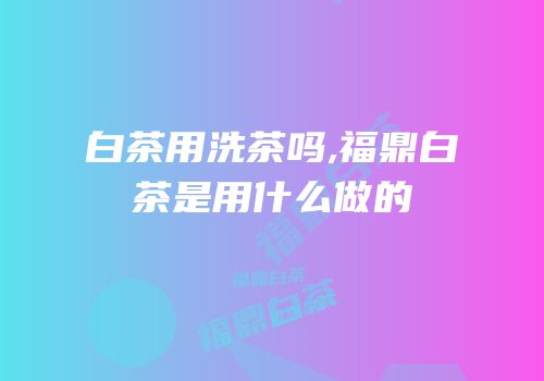 白茶用洗茶吗,福鼎白茶是用什么做的