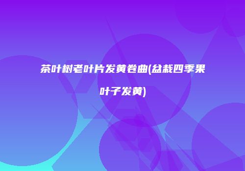 茶叶树老叶片发黄卷曲(盆栽四季果叶子发黄)