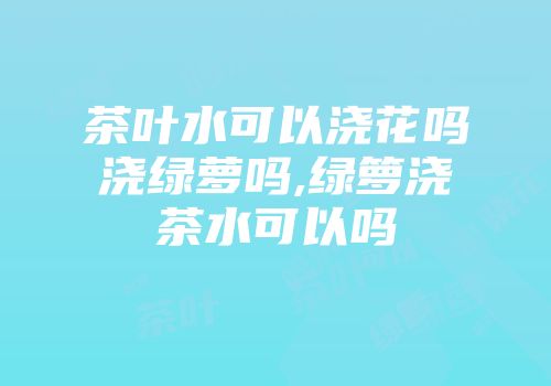 茶叶水可以浇花吗浇绿萝吗,绿箩浇茶水可以吗