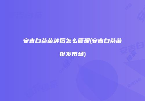 安吉白茶苗种后怎么管理(安吉白茶苗批发市场)