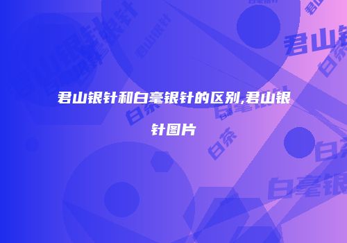 君山银针和白毫银针的区别,君山银针图片