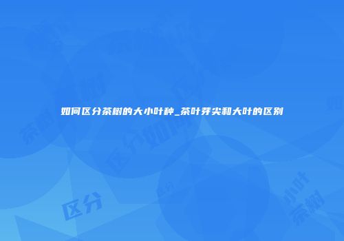 如何区分茶树的大小叶种_茶叶芽尖和大叶的区别