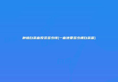 种植白茶亩投资多少钱(一亩地要多少棵白茶苗)