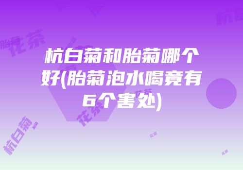 杭白菊和胎菊哪个好(胎菊泡水喝竟有6个害处)