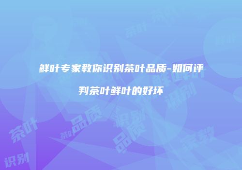 鲜叶专家教你识别茶叶品质-如何评判茶叶鲜叶的好坏