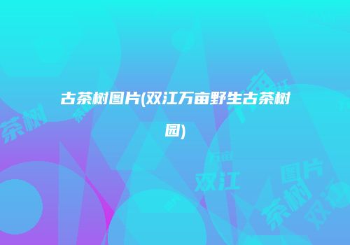 古茶树图片(双江万亩野生古茶树园)