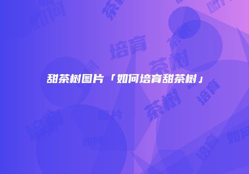 甜茶树图片「如何培育甜茶树」