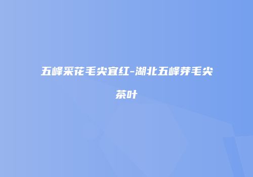 五峰采花毛尖宜红-湖北五峰芽毛尖茶叶