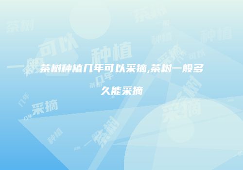 茶树种植几年可以采摘,茶树一般多久能采摘
