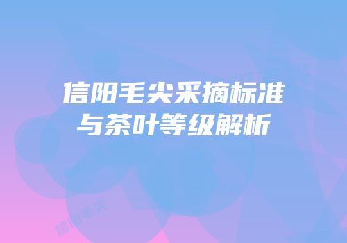 信阳毛尖采摘标准与茶叶等级解析