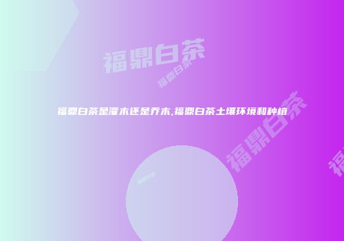 福鼎白茶是灌木还是乔木,福鼎白茶土壤环境和种植