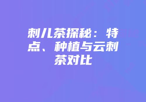 刺儿茶探秘：特点、种植与云刺茶对比