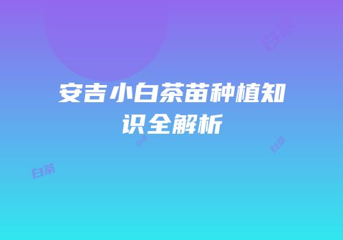 安吉小白茶苗种植知识全解析