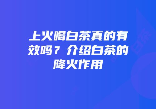 上火喝白茶真的有效吗？介绍白茶的降火作用