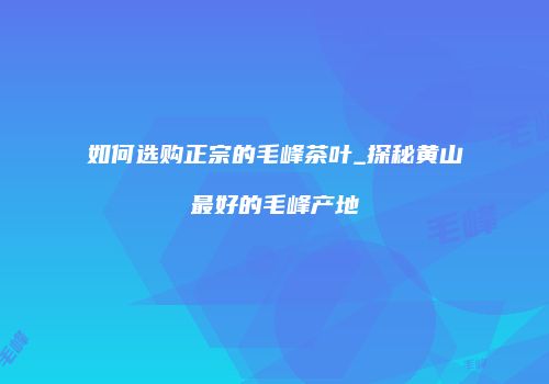 如何选购正宗的毛峰茶叶_探秘黄山最好的毛峰产地