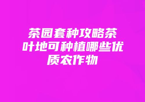 茶园套种攻略茶叶地可种植哪些优质农作物