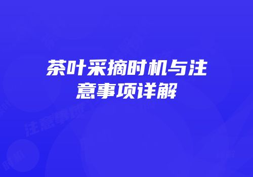 茶叶采摘时机与注意事项详解