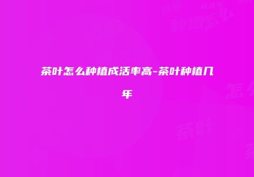茶叶怎么种植成活率高-茶叶种植几年