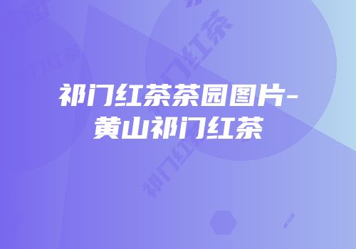 祁门红茶茶园图片-黄山祁门红茶