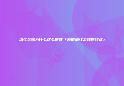 滇红金螺为什么这么便宜「云南滇红金螺的特点」