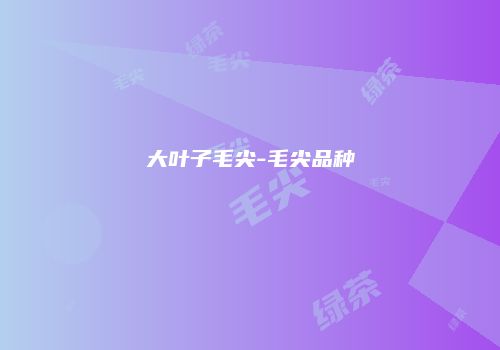 大叶子毛尖-毛尖品种