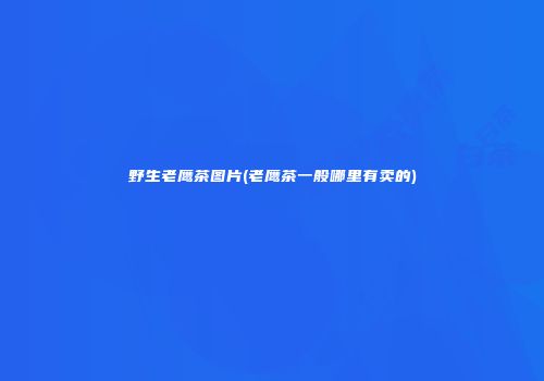 野生老鹰茶图片(老鹰茶一般哪里有卖的)