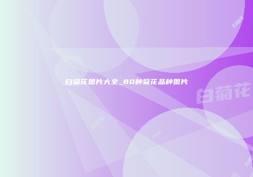白菊花图片大全_80种菊花品种图片