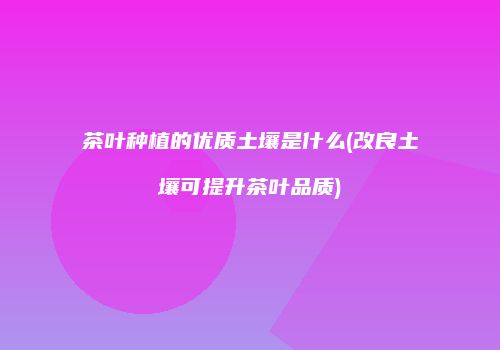 茶叶种植的优质土壤是什么(改良土壤可提升茶叶品质)