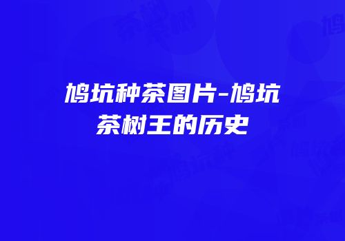 鸠坑种茶图片-鸠坑茶树王的历史