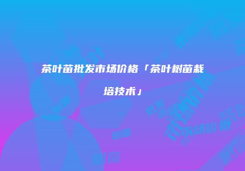 茶叶苗批发市场价格「茶叶树苗栽培技术」