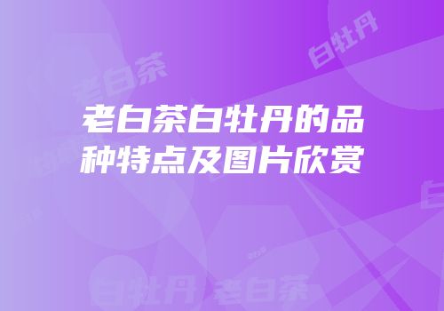 老白茶白牡丹的品种特点及图片欣赏