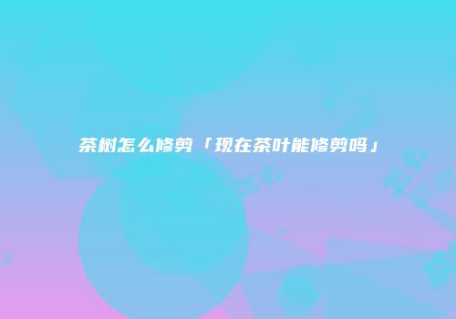 茶树怎么修剪「现在茶叶能修剪吗」