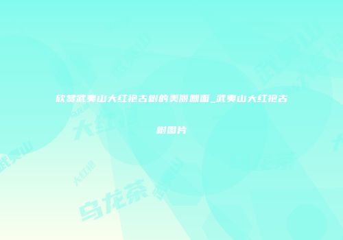 欣赏武夷山大红袍古树的美丽画面_武夷山大红袍古树图片