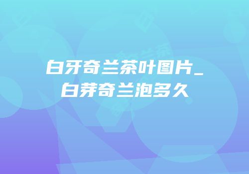 白牙奇兰茶叶图片_白芽奇兰泡多久