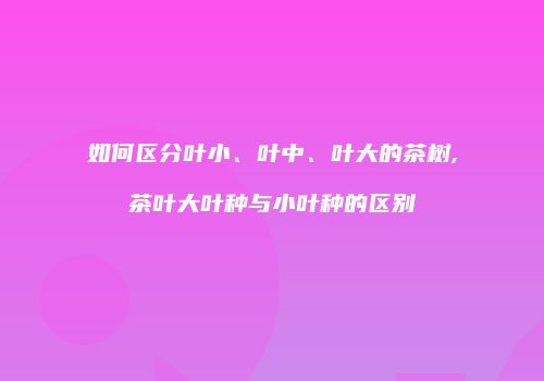 如何区分叶小、叶中、叶大的茶树,茶叶大叶种与小叶种的区别
