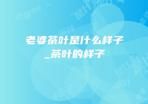 老婆茶叶是什么样子_茶叶的样子