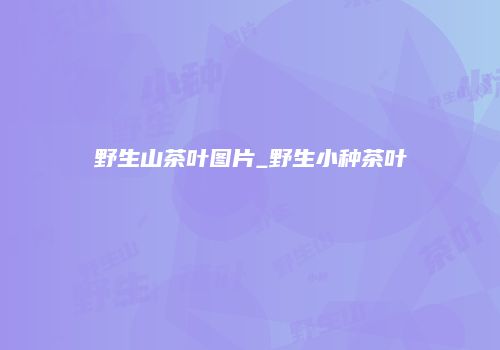 野生山茶叶图片_野生小种茶叶