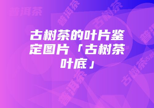 古树茶的叶片鉴定图片「古树茶叶底」